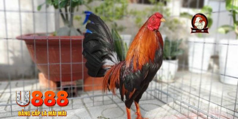 j88 love casino máy tính